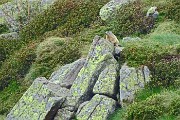 78 Marmotta in sentinella (zoom)